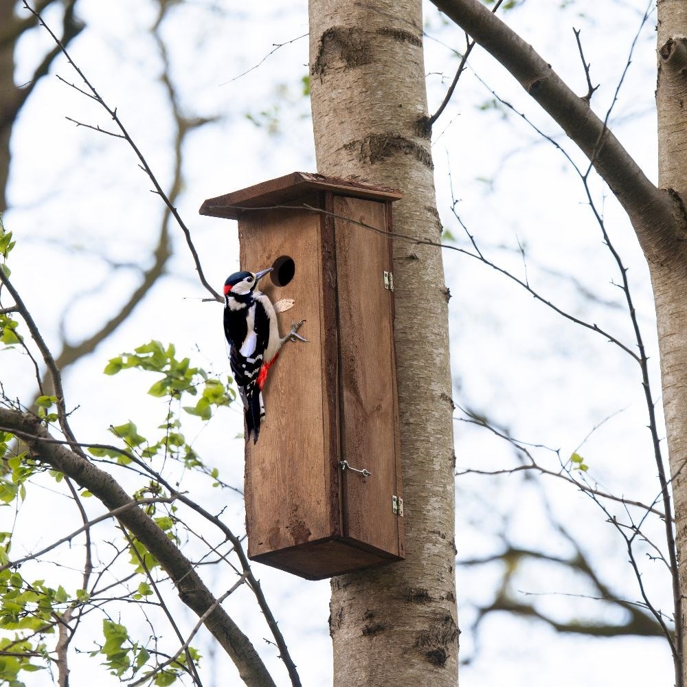 Woodpecker large bird house 