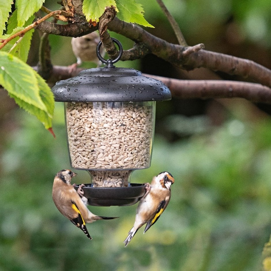 Buy Little lantern bird feeder: Delivery by Waitrose Garden