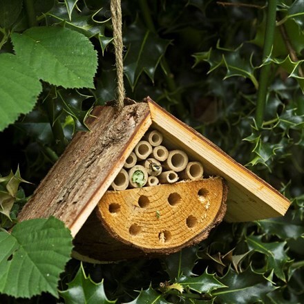 Insect loft