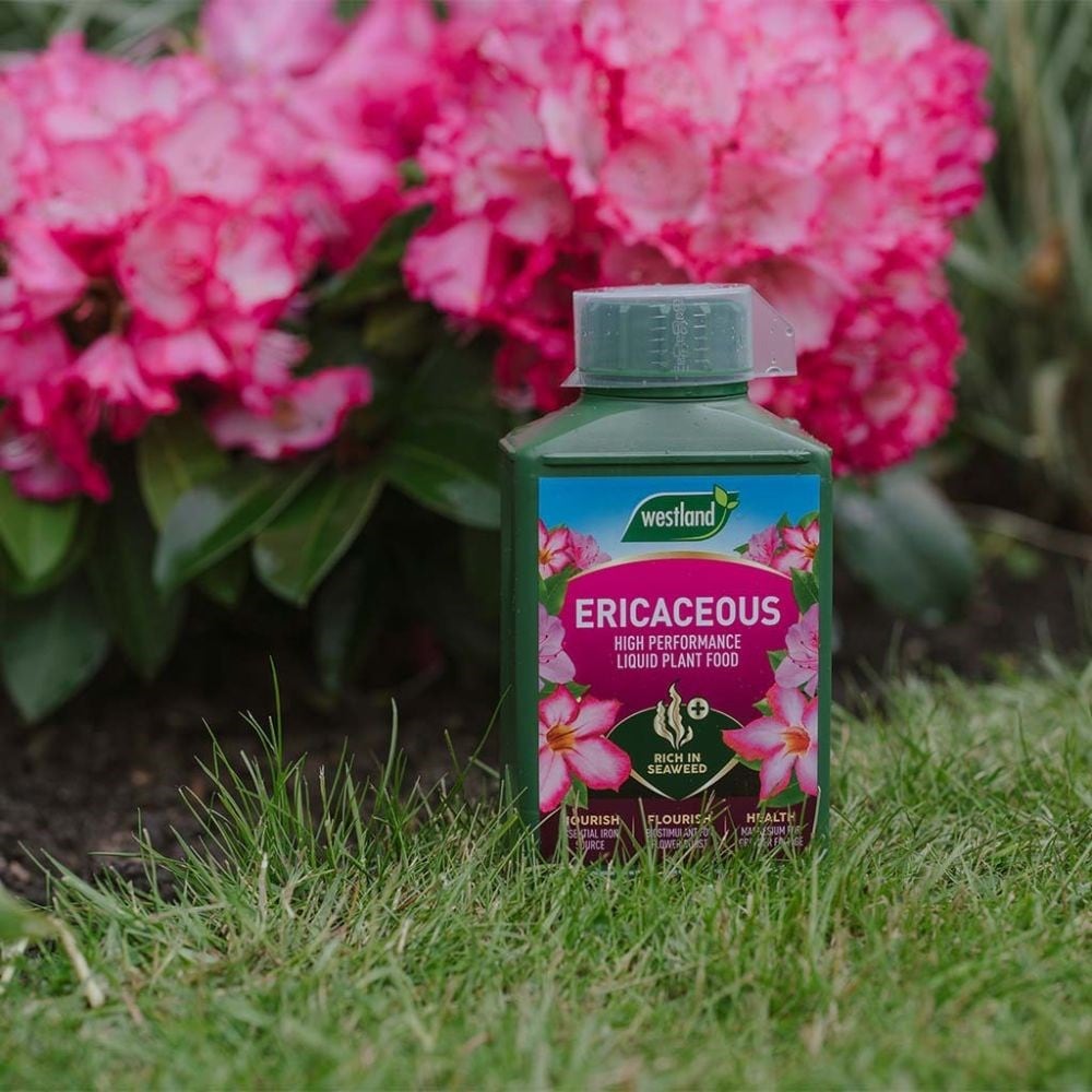 Specialist ericaceous liquid feed 