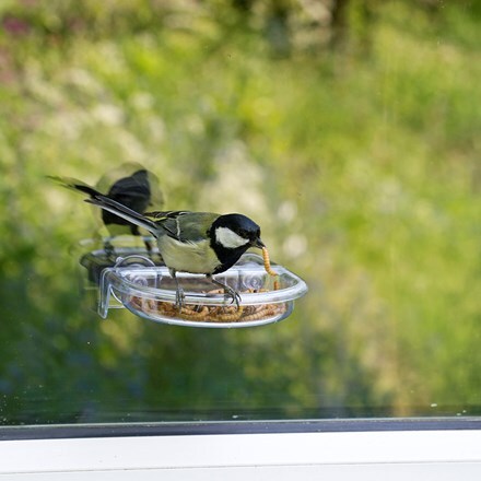 Window bird treat tray