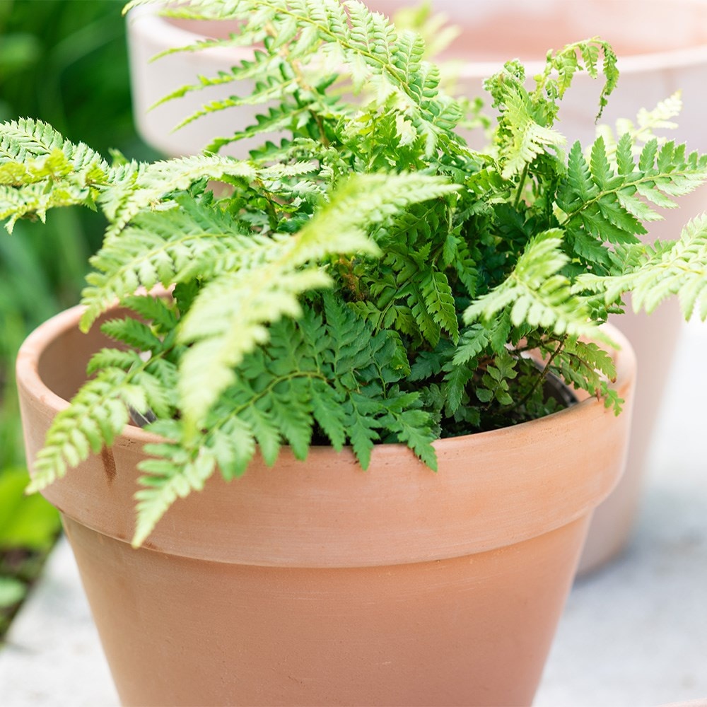 Classic Italian terracotta pot whitewash