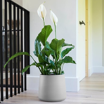 Akemi planter clean grey