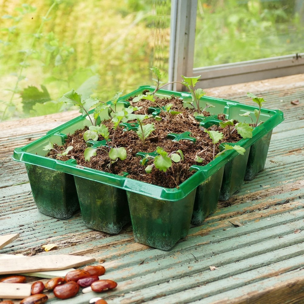Recycled transparent 12 cell trays - pack of 8