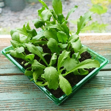 Recycled transparent seed trays - pack of 4