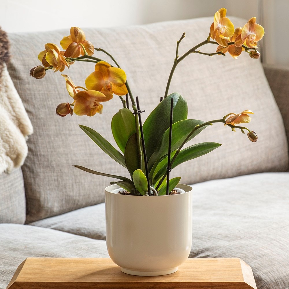 Off white metal pot cover with enamel interior