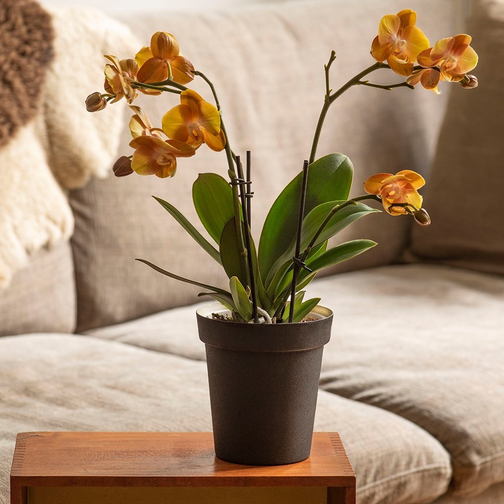 Product options image