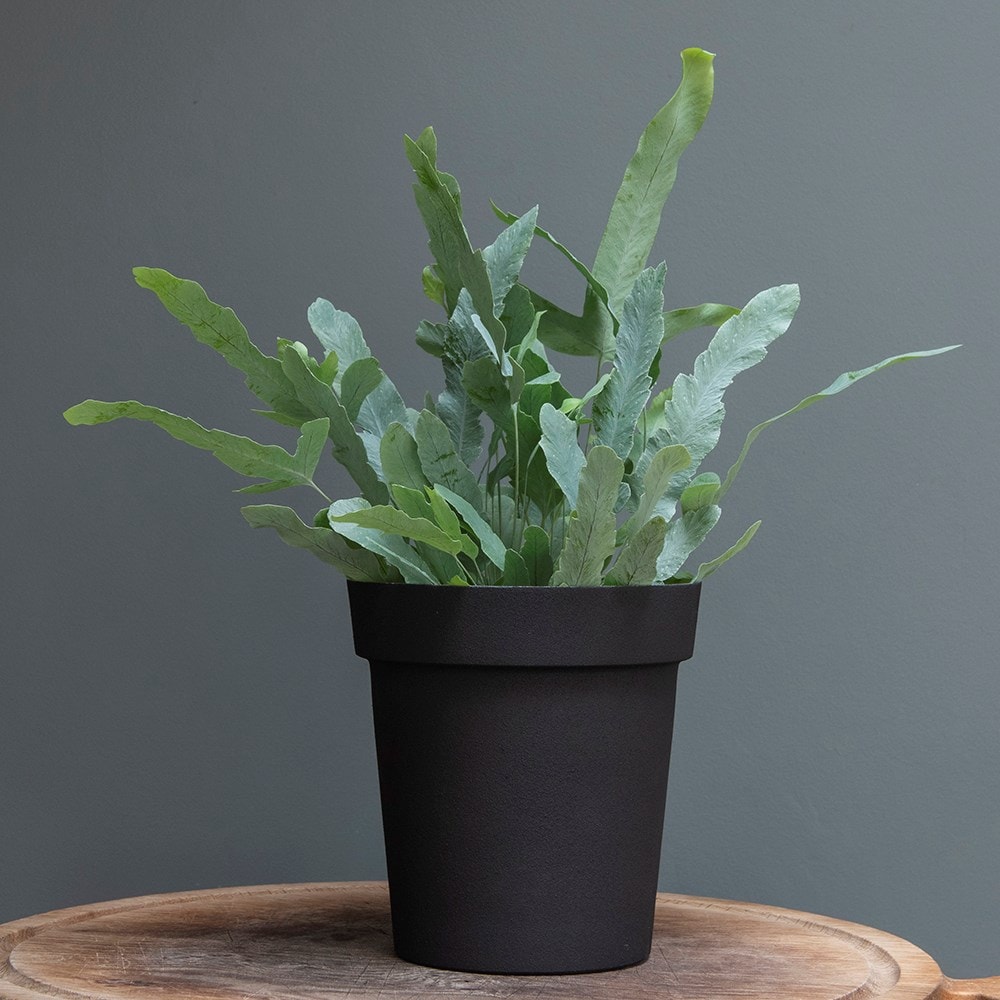Charcoal metal plant pot cover with enamel interior