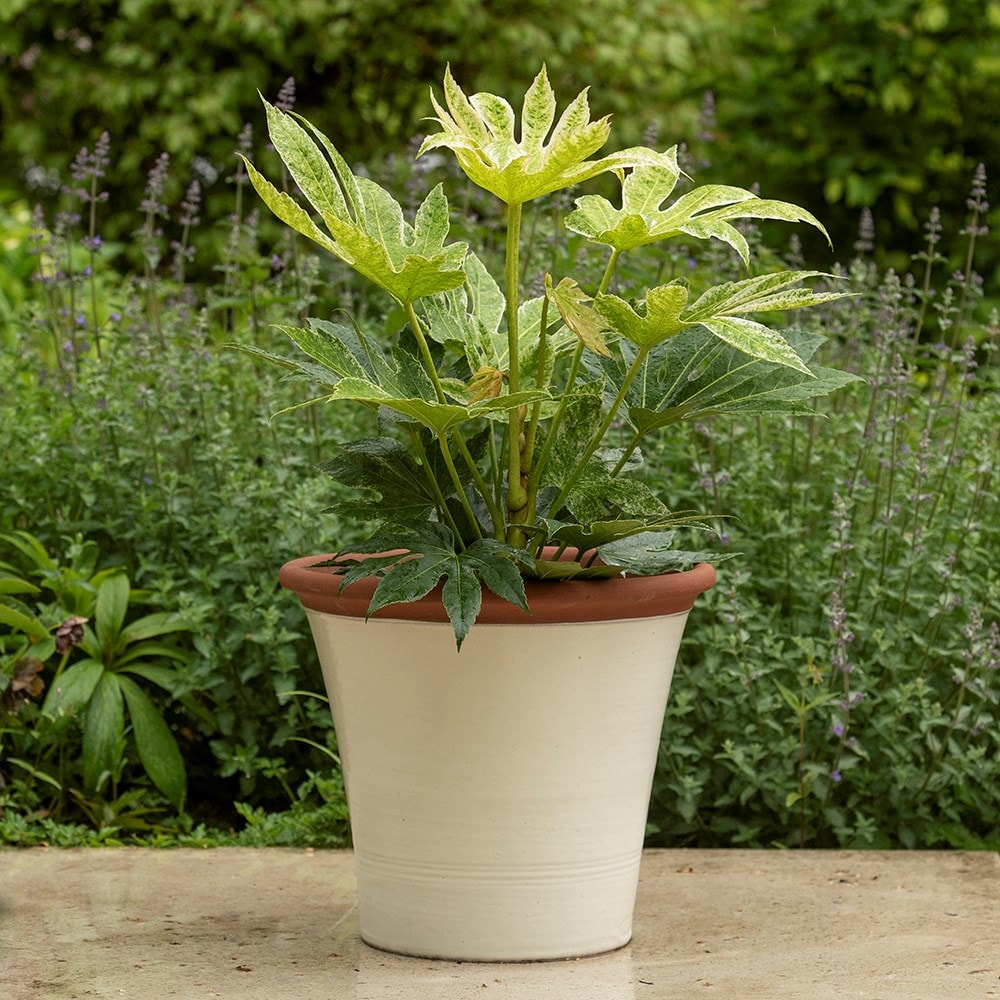 Product options image