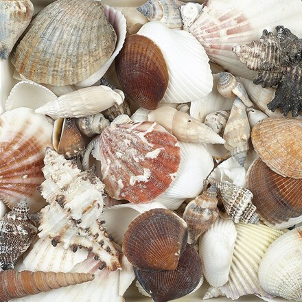 Pot topper sea shells