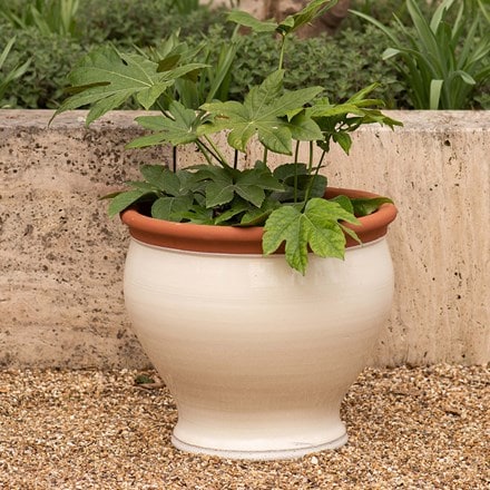 Ivory bellied planter