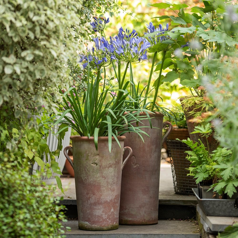 Agapanthus shop in pots