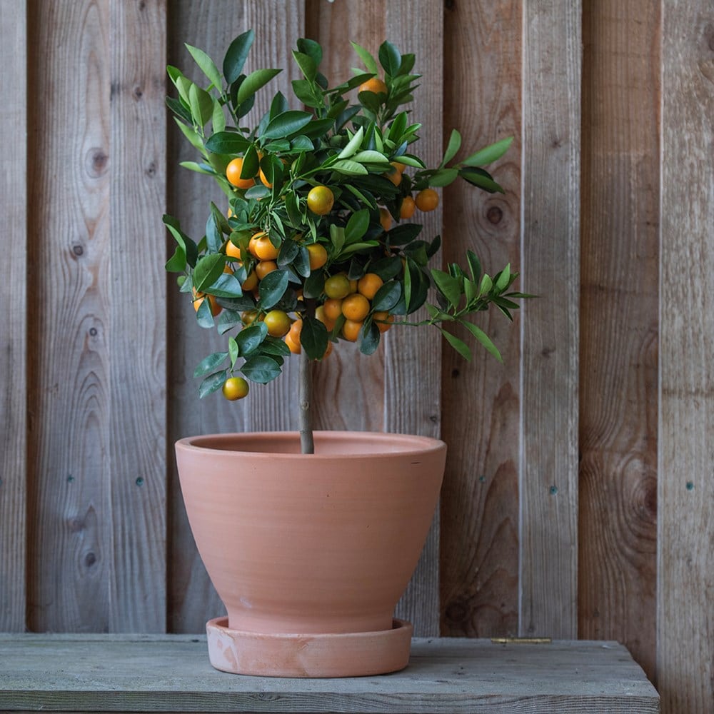 Product options image