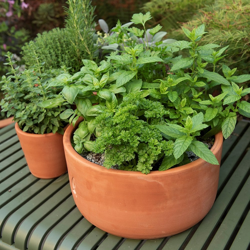 Terracotta herb bowl - large