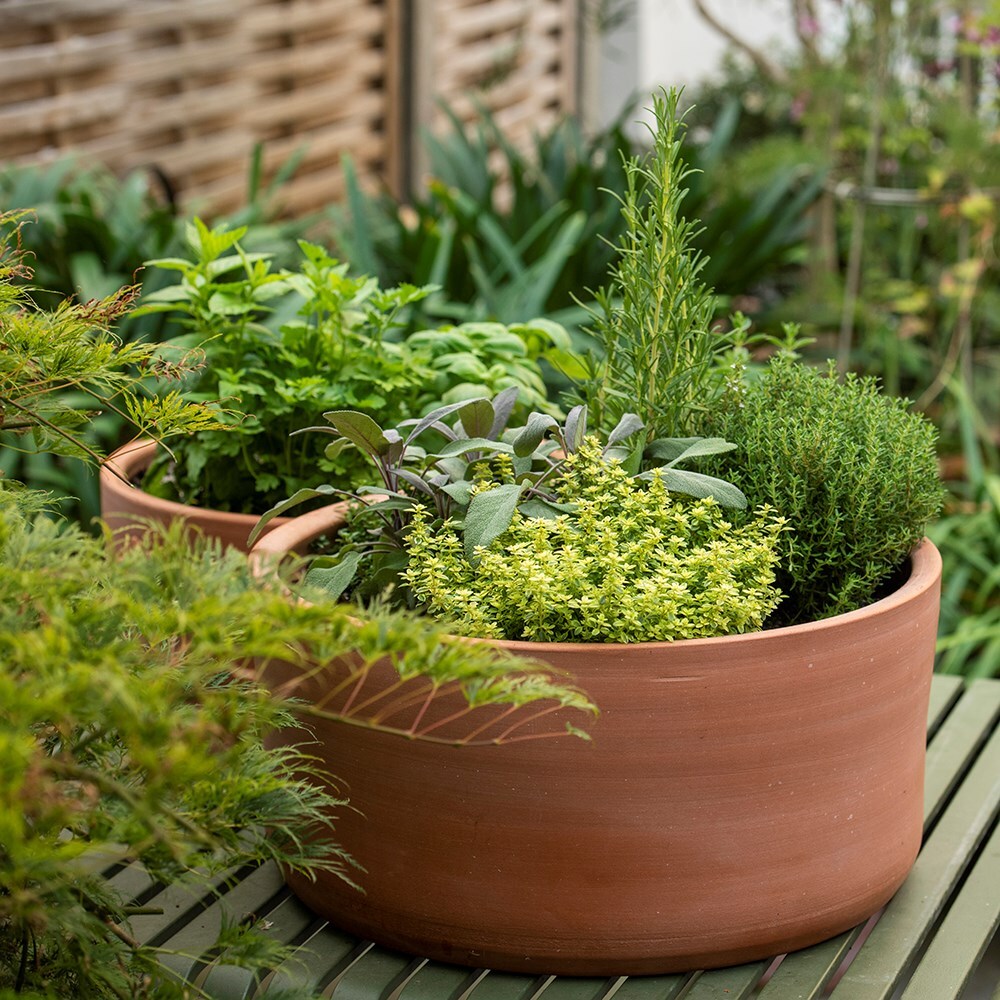 Herb garden pots discount