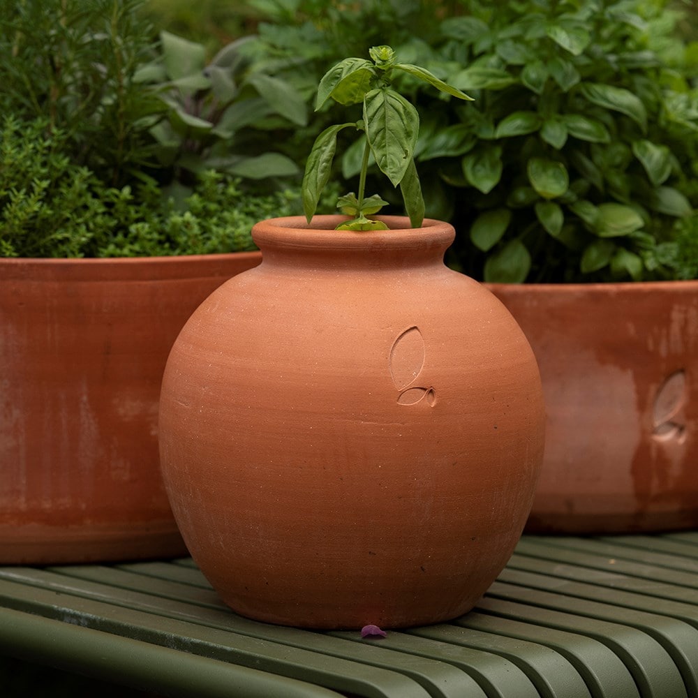 Terracotta Erigeron pot - small