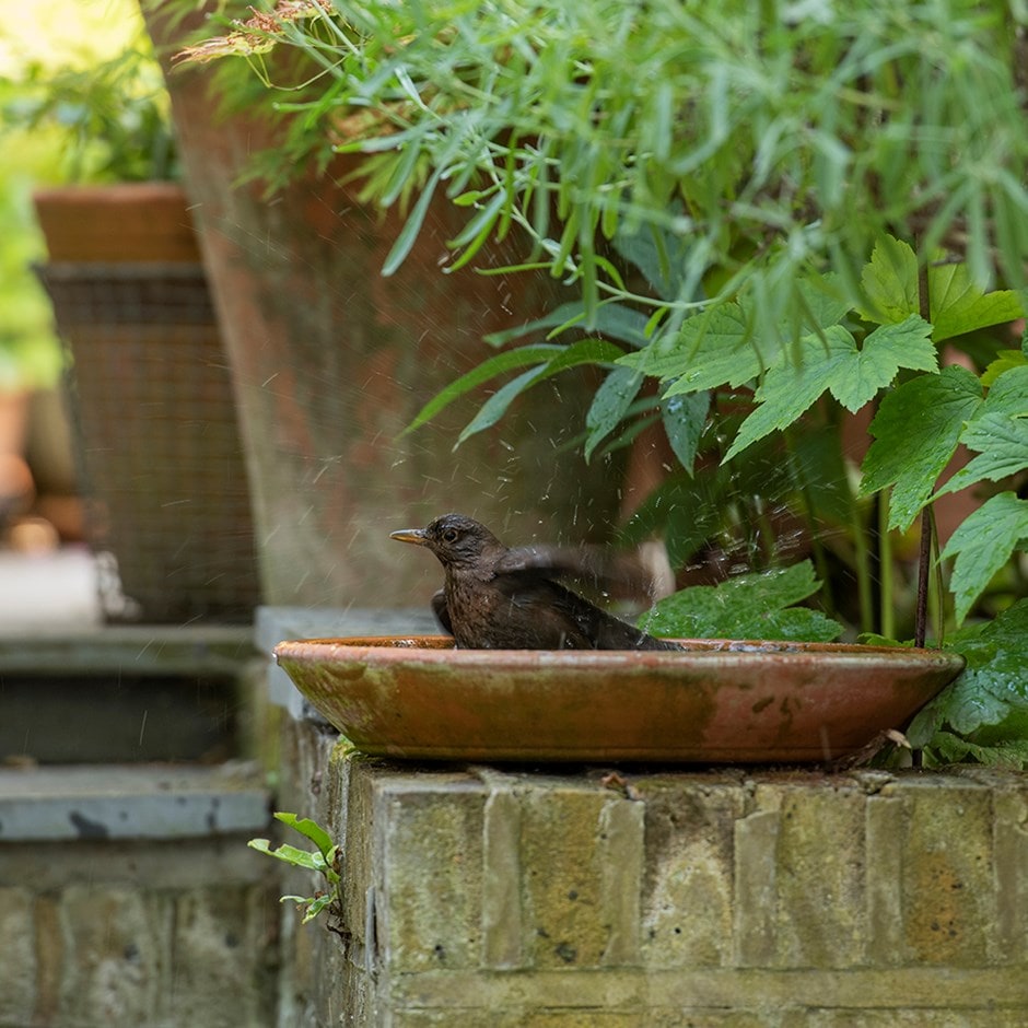 Deep terracotta bird bath