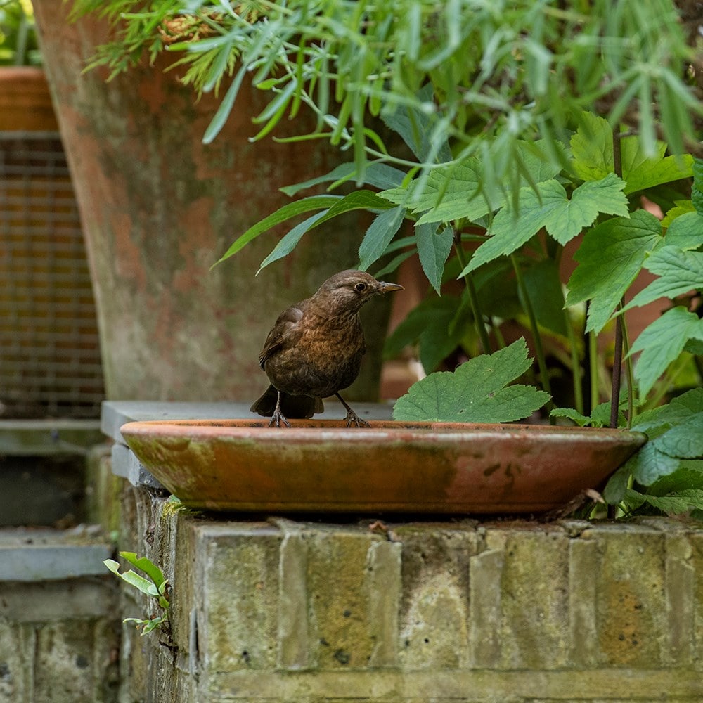 Deep terracotta bird bath