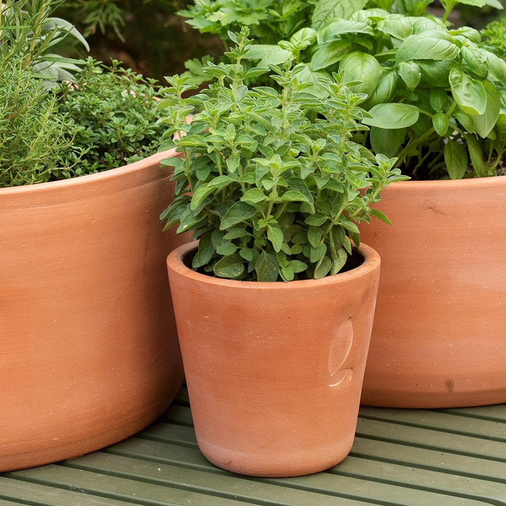 Large terracotta grow pot