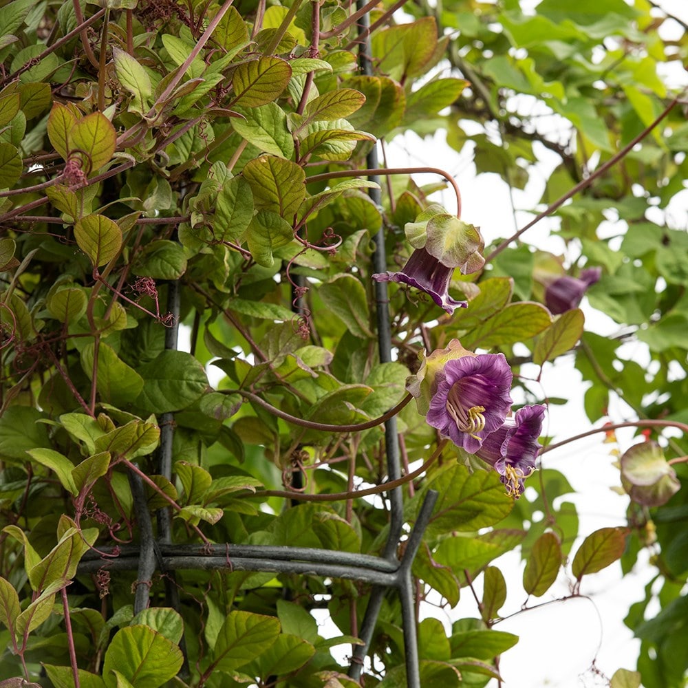 Multi purpose obelisk/plant support set - gunmetal grey