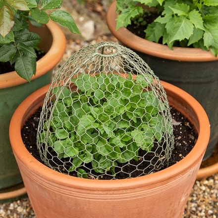 Large wire cloches Crocus green - set of 3