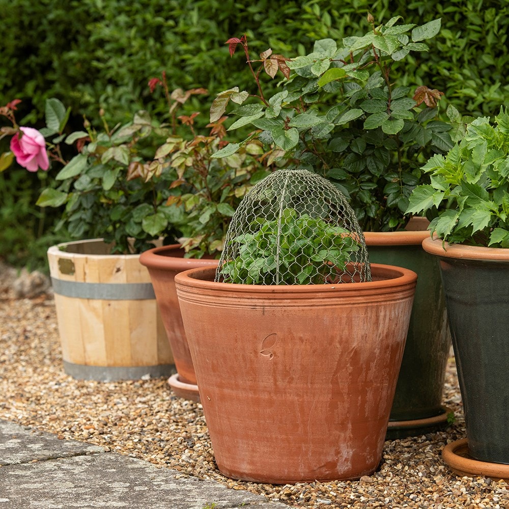 Product options image