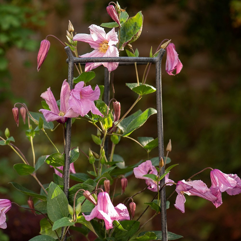 Product options image