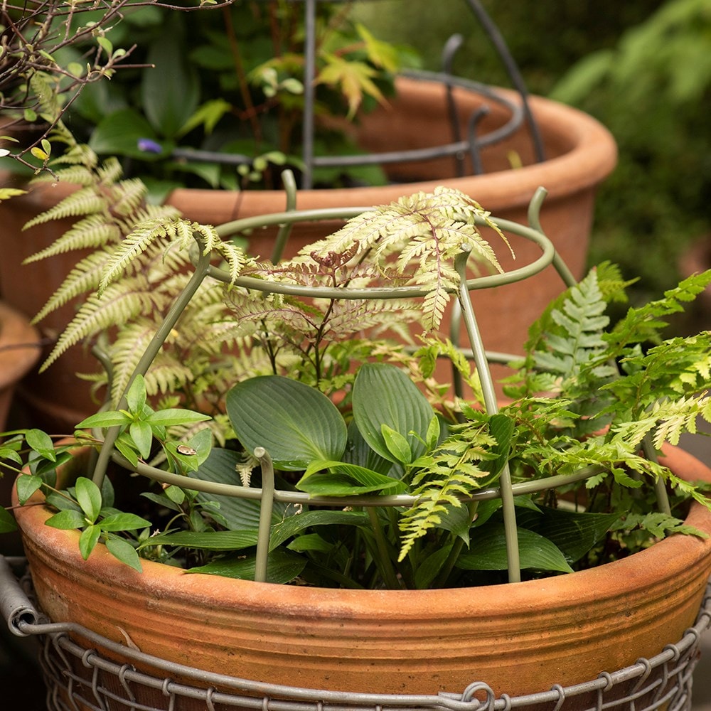 Product options image