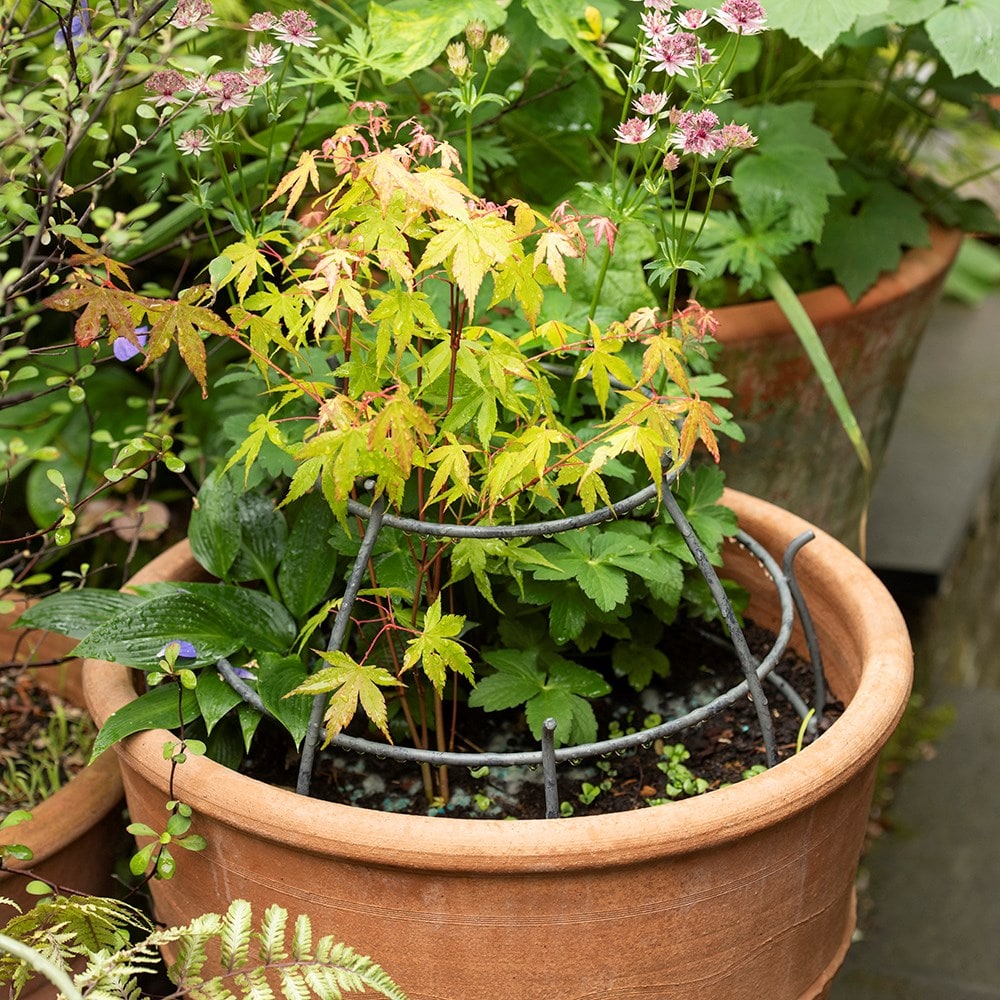 Product options image