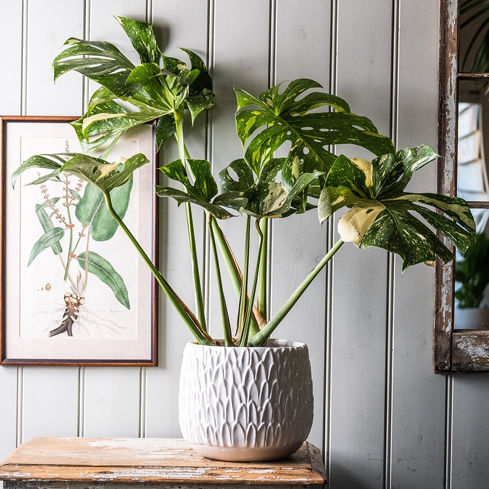 Product options image