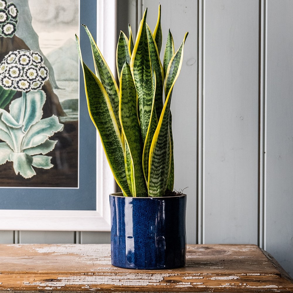 Product options image