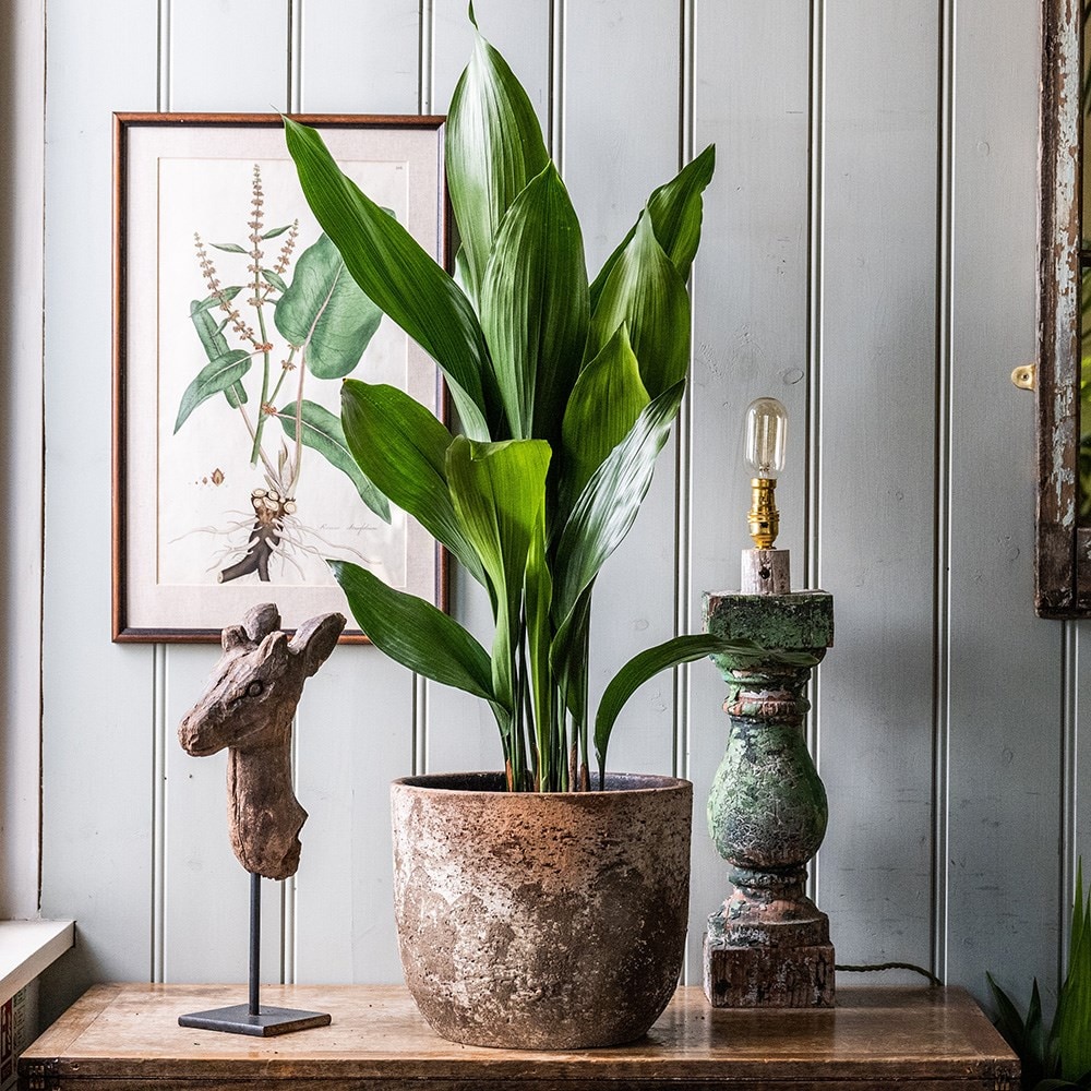 Product options image