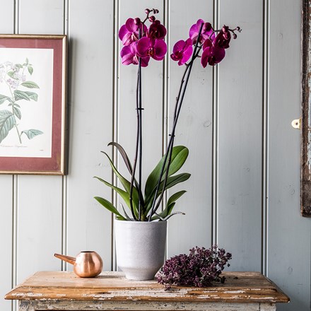 Speckled orchid planter - light grey
