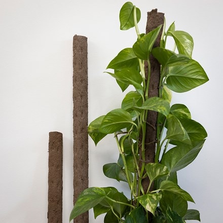 Biodegradable indoor plant support pole