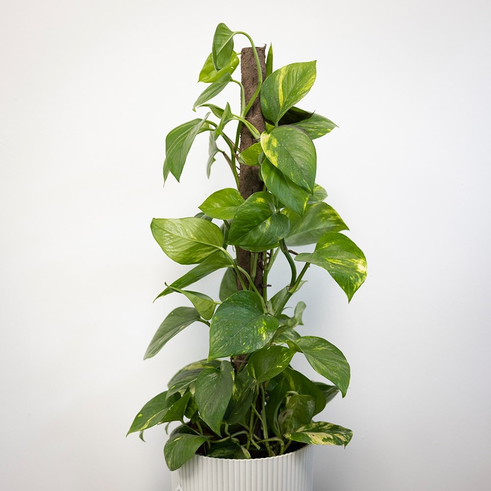 Biodegradable indoor plant support pole
