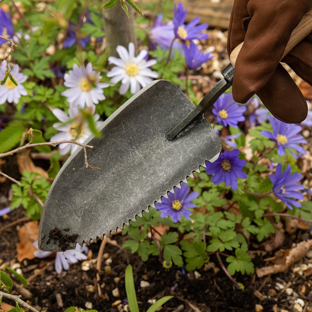 Product options image