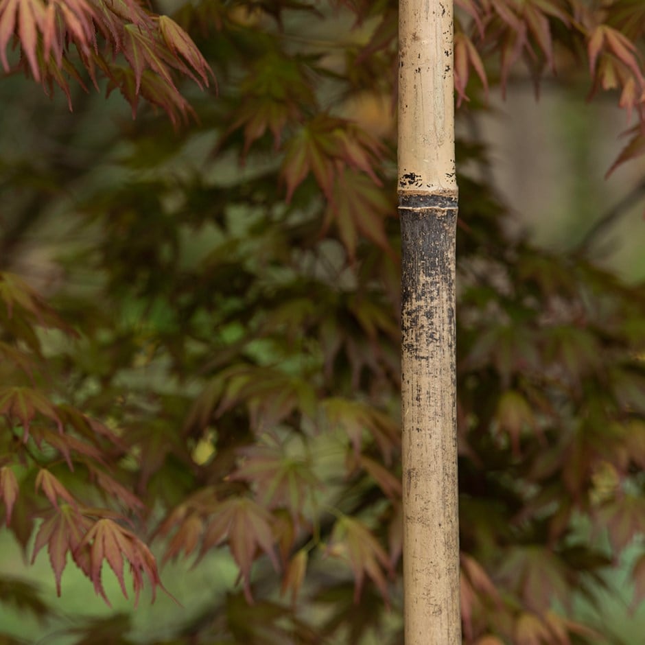 Bamboo tree stake