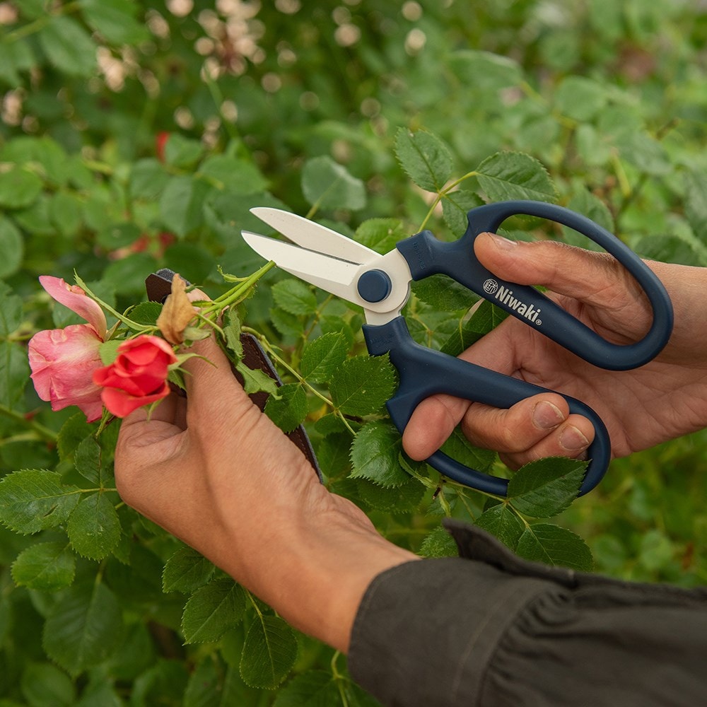 Product options image