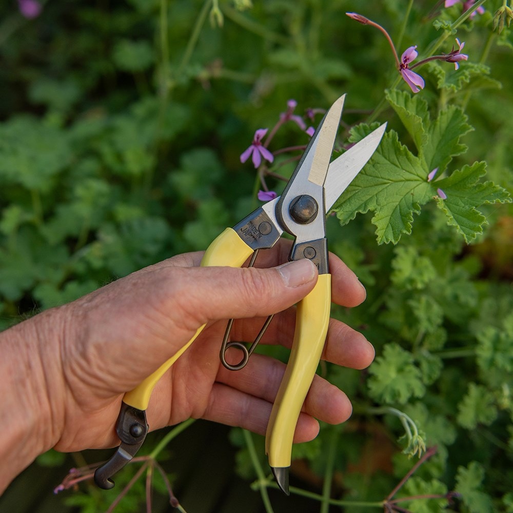 Product options image