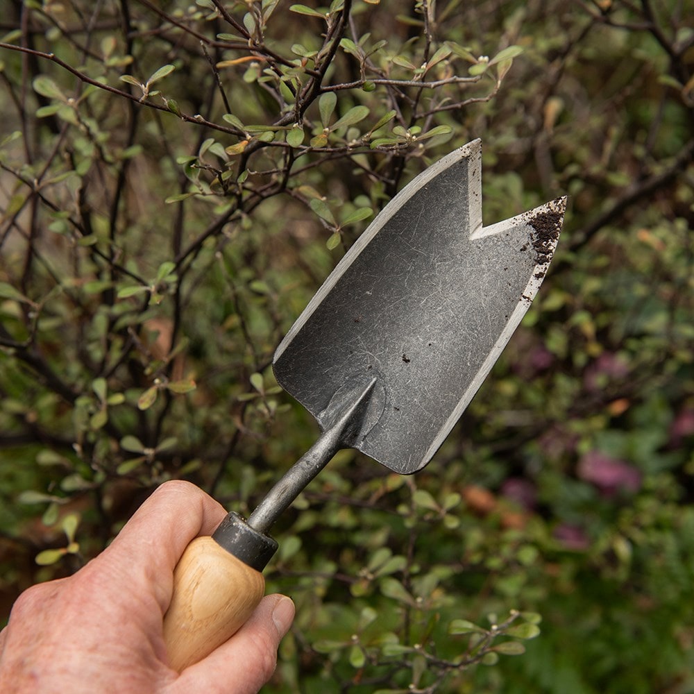 Product options image