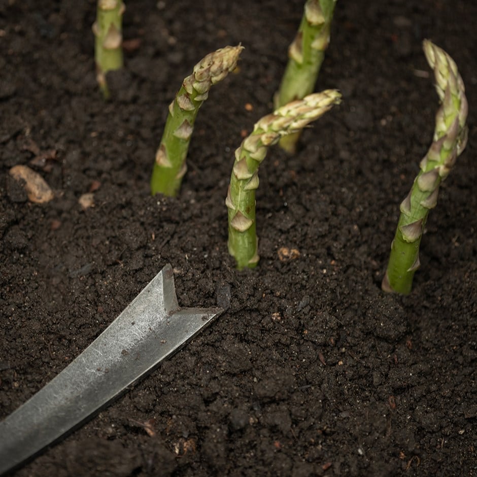 DeWit asparagus knife