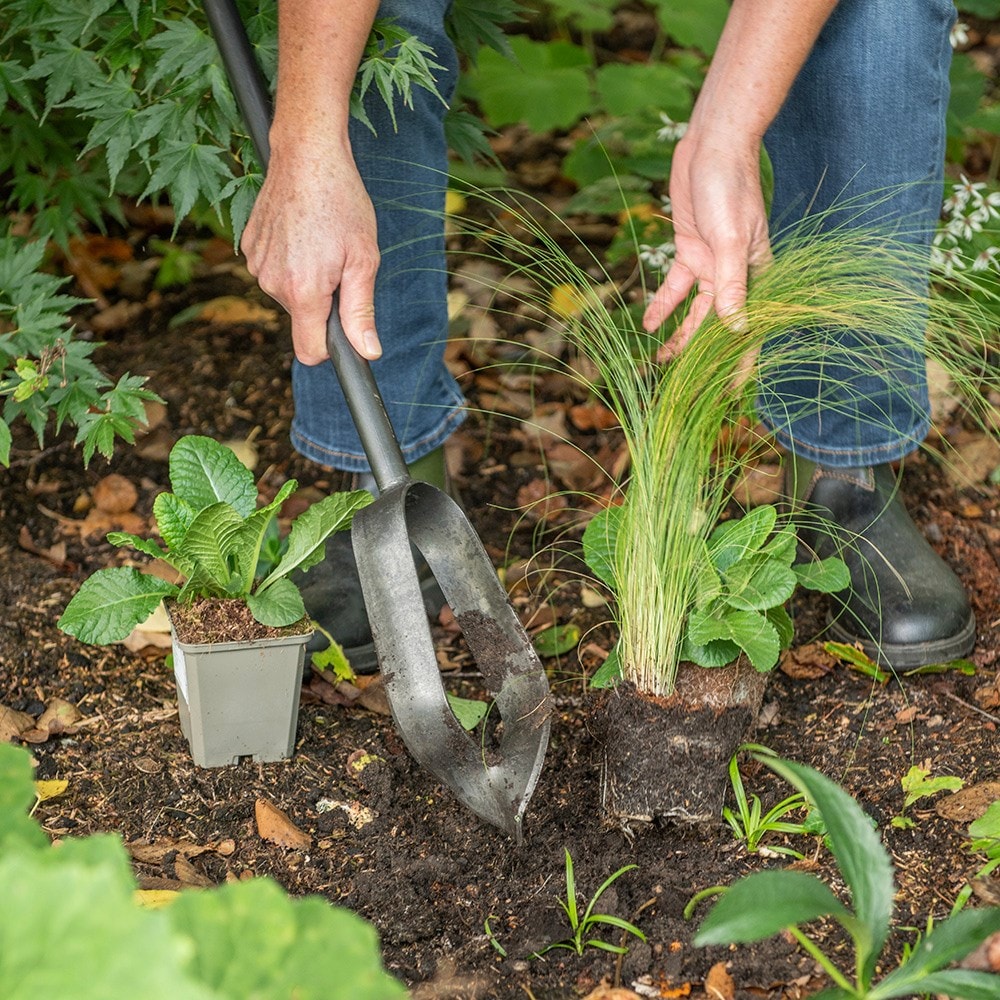 Product options image