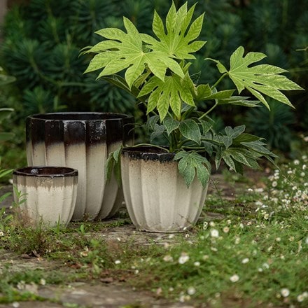 Scalloped glazed planter - ombre