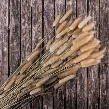 Dried bunny tail bouquet