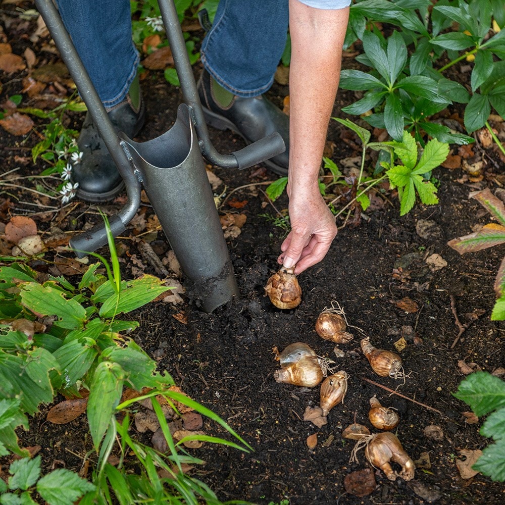 Product options image