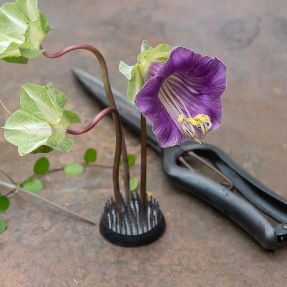 Product options image