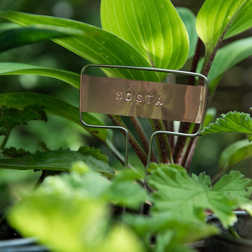 Product options image