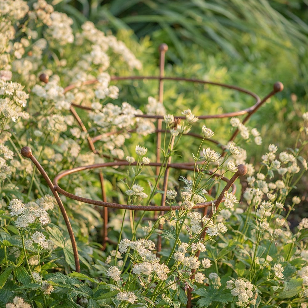 Fluted peony plant support - rust