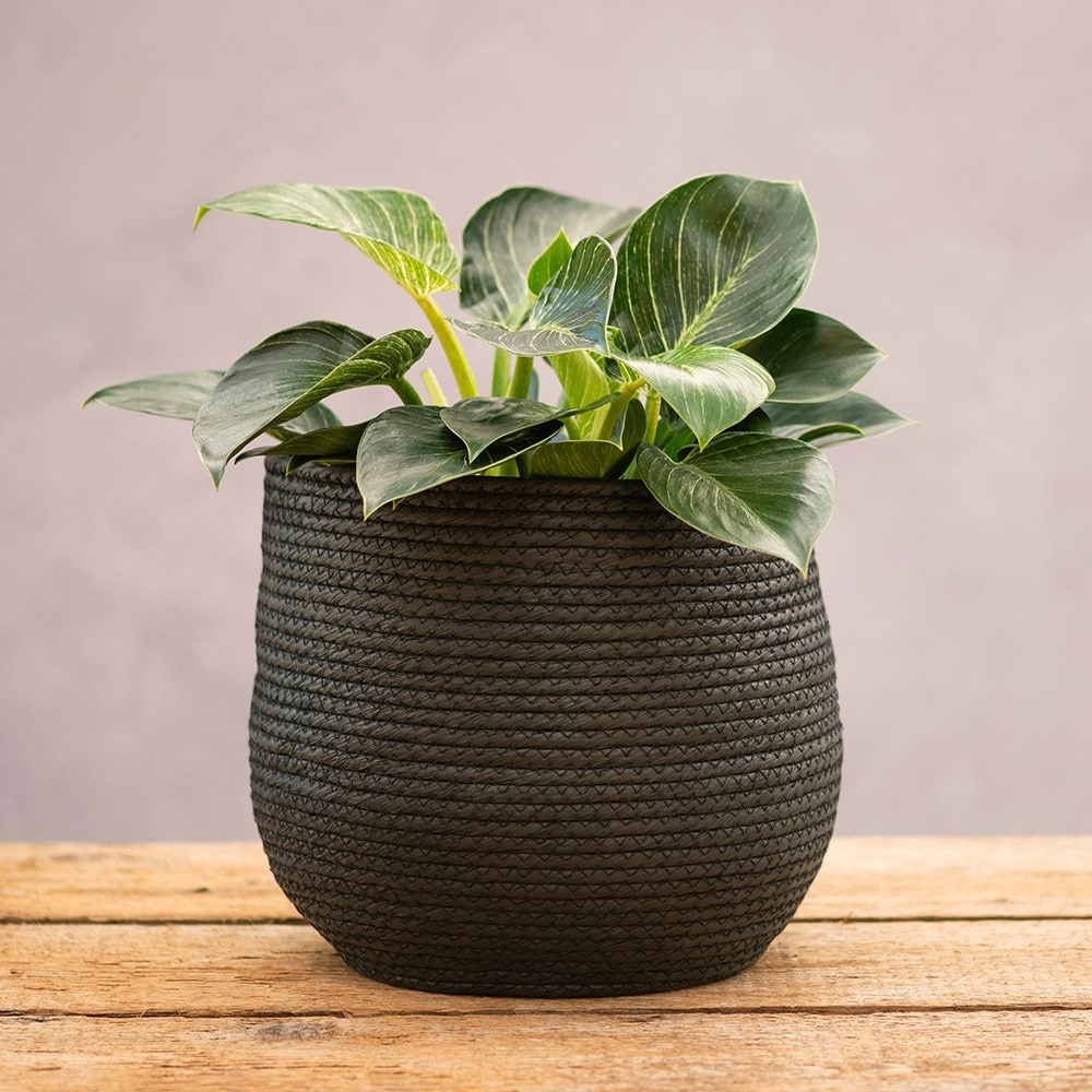 Product options image