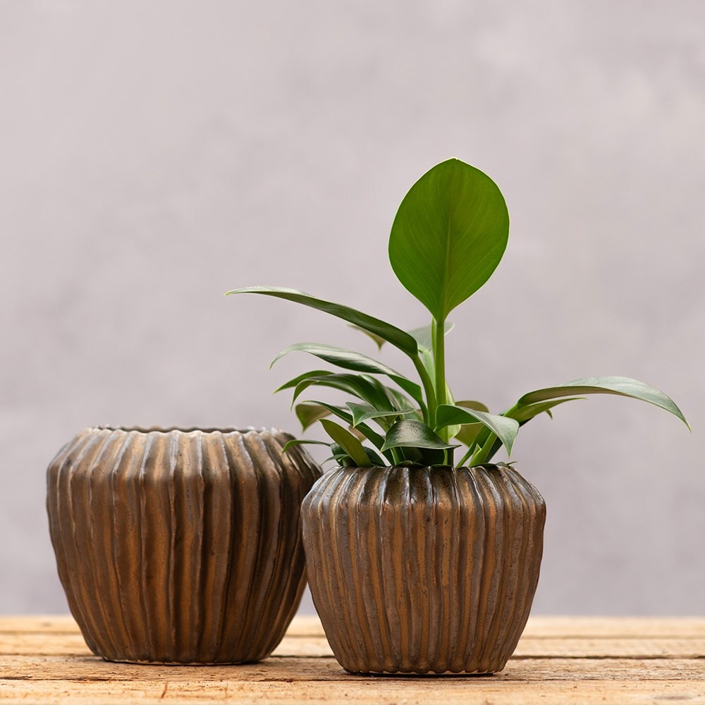 Product options image